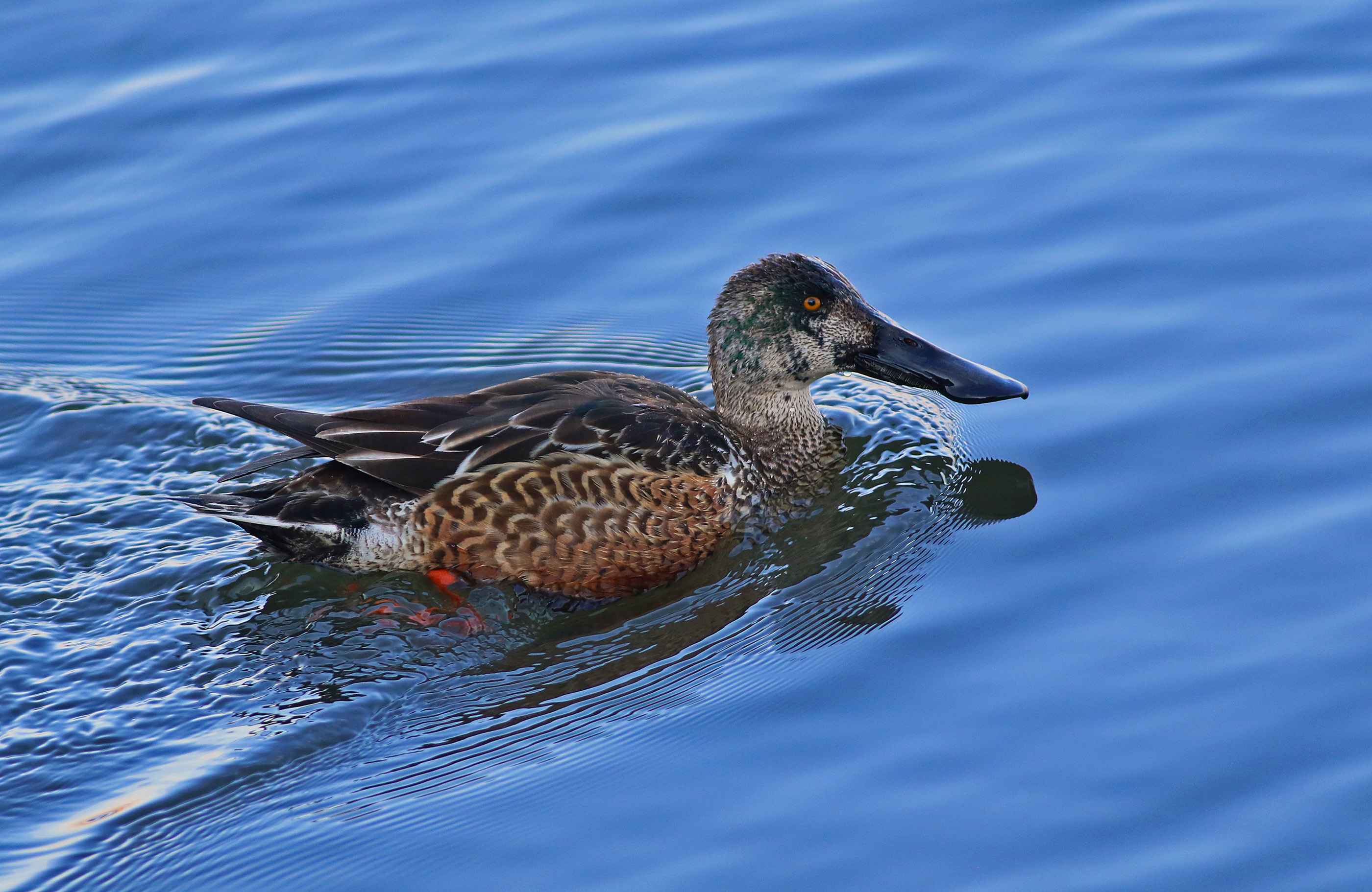 Northern Shoveler